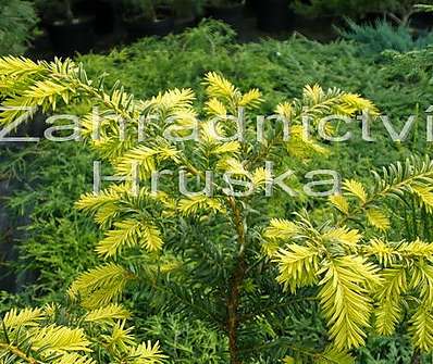 tis - Taxus baccata 'Dubany Gold' KM