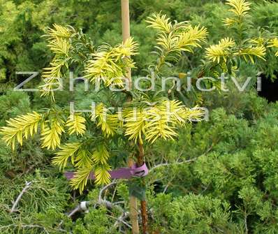 tis - Taxus baccata 'Dubany Gold' KM