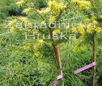 tis - Taxus baccata 'Dubany Gold' KM