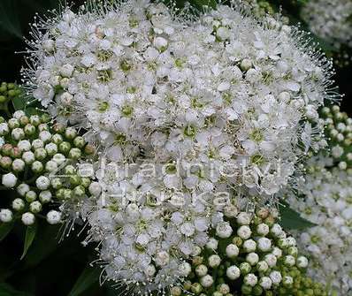 tavolník - Spiraea japonica 'Albiflora'