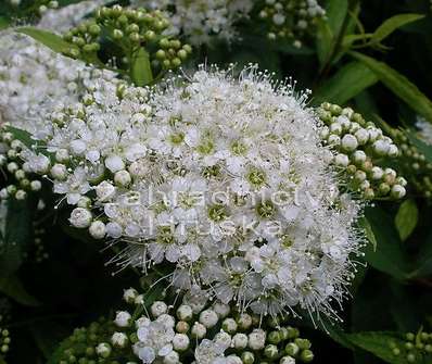 tavolník - Spiraea japonica 'Albiflora'