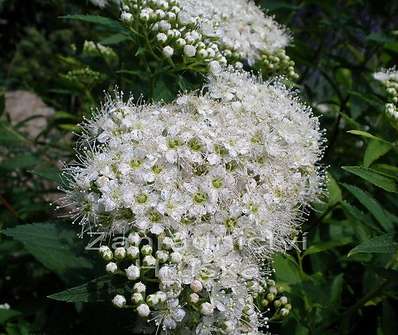 tavolník - Spiraea japonica 'Albiflora'