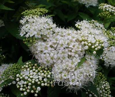 tavolník - Spiraea japonica 'Albiflora'