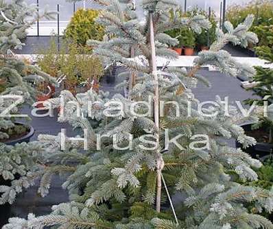 smrk - Picea pungens 'Hoopsii'..