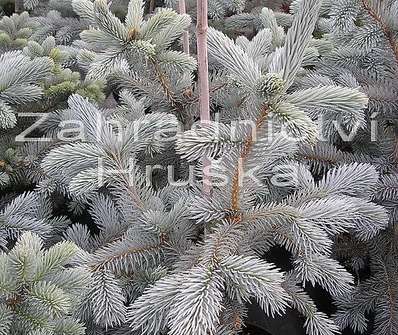 smrk - Picea pungens 'Hoopsii'..