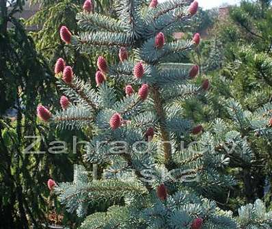 smrk - Picea pungens 'Hoopsii'..