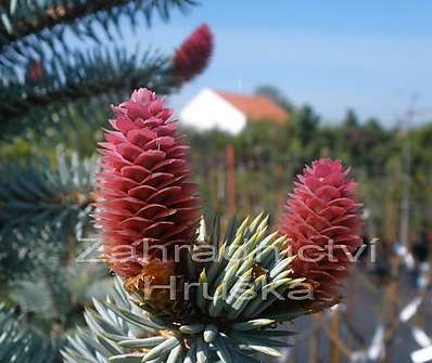 smrk - Picea pungens 'Hoopsii'..