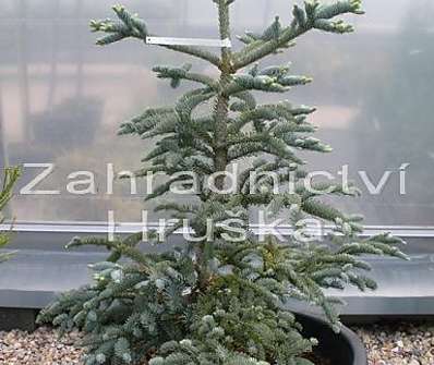 jedle - Abies procera 'Glauca'