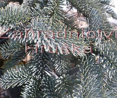 jedle - Abies procera 'Glauca'