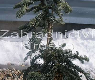 jedle - Abies procera 'Glauca'