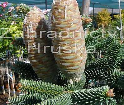 jedle - Abies pinsapo.