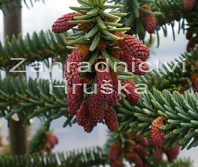 jedle - Abies pinsapo.