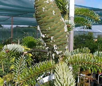 jedle - Abies nordmanniana 'Pendula'