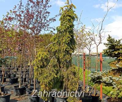 jedle - Abies nordmanniana 'Pendula'