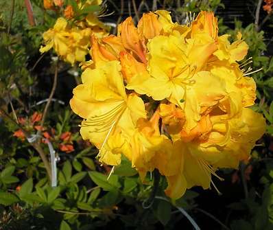 Azalea knaphill 'Sunte Nektarine'