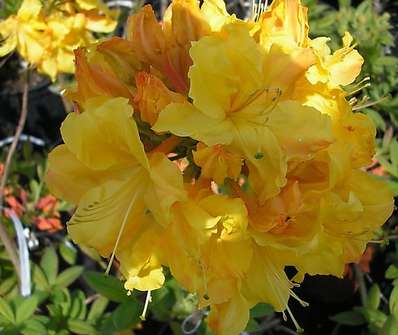 Azalea knaphill 'Sunte Nektarine'