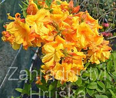 Azalea knaphill 'Sunte Nektarine'