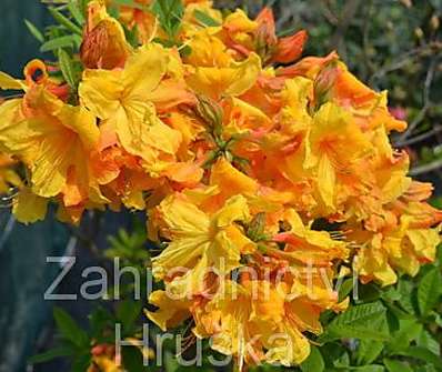 Azalea knaphill 'Sunte Nektarine'