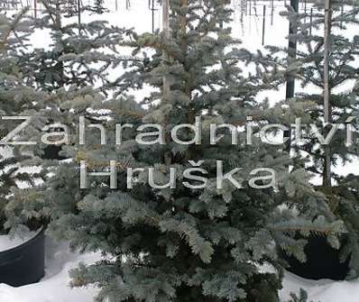 smrk - Picea pungens 'Glauca Globosa'.