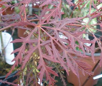 javor - Acer palmatum 'Garnet'