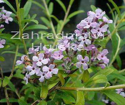 komule - Buddleja alternifolia