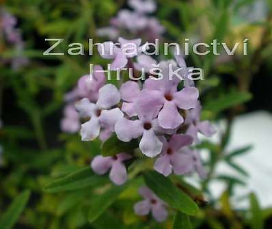 komule - Buddleja alternifolia