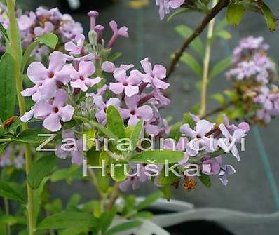 komule - Buddleja alternifolia