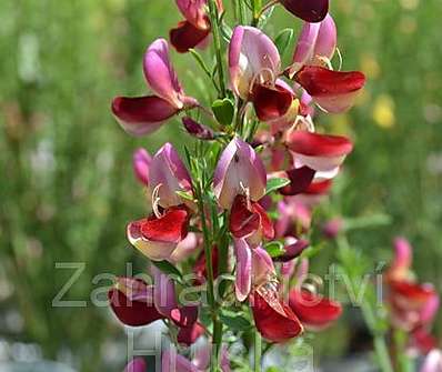 čilimník - Cytisus 'Windlesham Ruby'