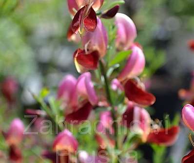 čilimník - Cytisus 'Windlesham Ruby'