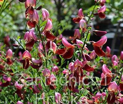 čilimník - Cytisus 'Windlesham Ruby'