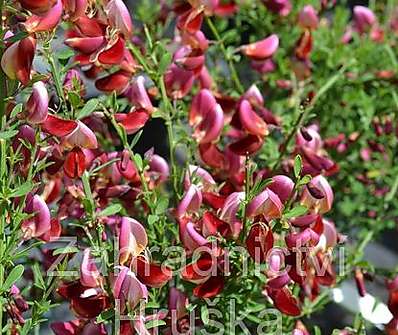 čilimník - Cytisus 'Windlesham Ruby'