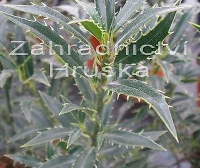 cesmína - Ilex aquifolia 'Myrtifolia'