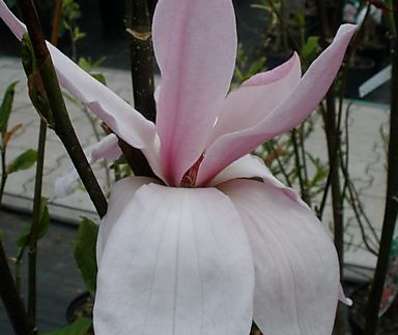 šácholan - Magnolia 'Galaxy'