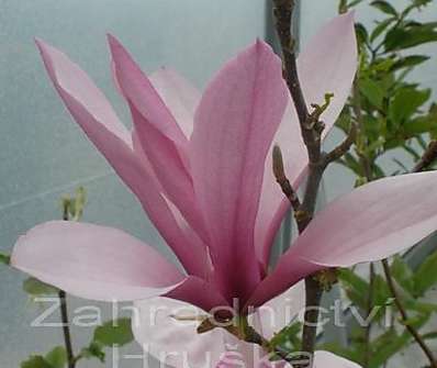 šácholan - Magnolia soulangiana...