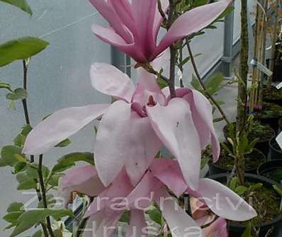 šácholan - Magnolia soulangiana...