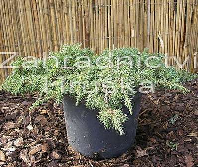 jalovec - Juniperus horizontalis 'Green Carpet'