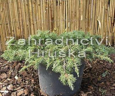 jalovec - Juniperus horizontalis 'Green Carpet'