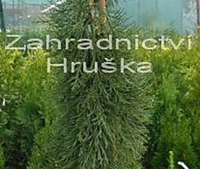 sekvojovec - Sequoiadendron giganteum 'Pendulum'