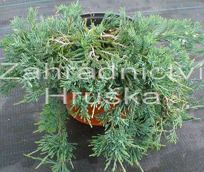 jalovec - Juniperus horizontalis 'Wiltonii'