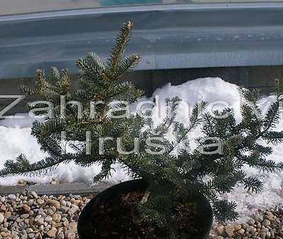 jedle - Abies koreana 'Blauer Pfiff'