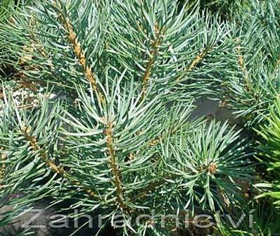 Borovice - Pinus sylvestris 'Beuvronensis'