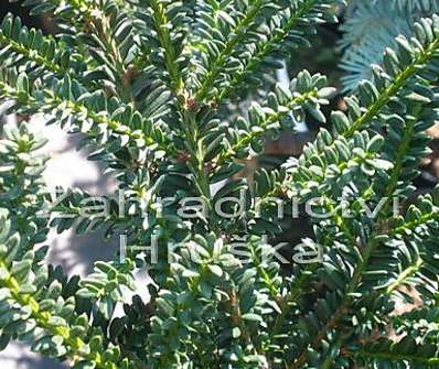 tis - Taxus baccata 'Rushmoore' KM