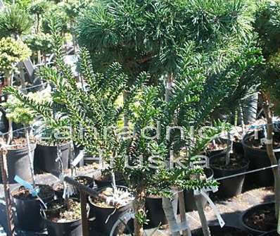 tis - Taxus baccata 'Rushmoore' KM