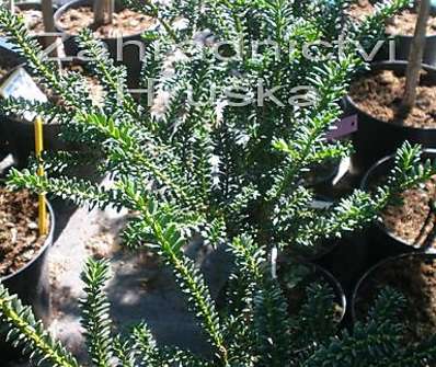 tis - Taxus baccata 'Rushmoore' KM