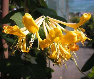 zimolez - Lonicera tellmanniana