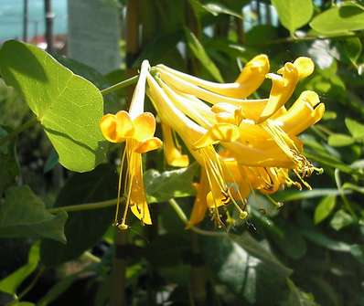 zimolez - Lonicera tellmanniana