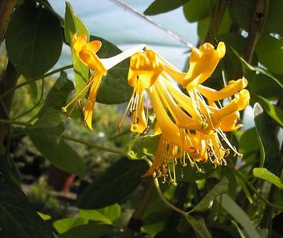 zimolez - Lonicera tellmanniana