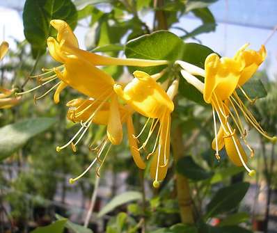 zimolez - Lonicera tellmanniana