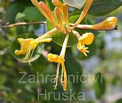 zimolez - Lonicera tellmanniana