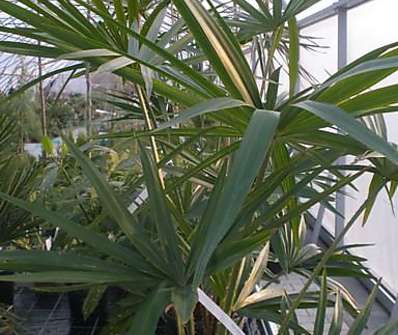 Trachycarpus fortunei